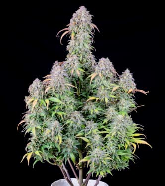 Blackberry > Fast Buds Company | Autoflowering Cannabis   |  Indica