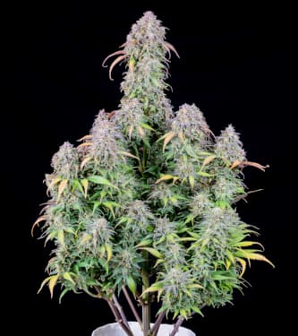 Blackberry > Fast Buds Company | Autoflowering Hanfsamen  |  Indica