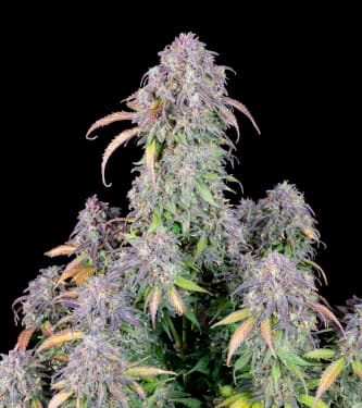 Blackberry > Fast Buds Company | Semillas autoflorecientes  |  Índica