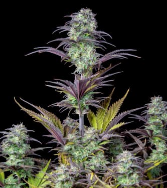 Blackberry > Fast Buds Company | Autoflowering Hanfsamen  |  Indica