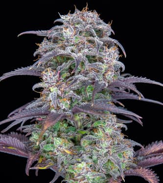 Blackberry > Fast Buds Company | Autoflowering Hanfsamen  |  Indica