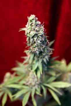 Blackdance > Reggae Seeds | Feminized Marijuana   |  hybrid