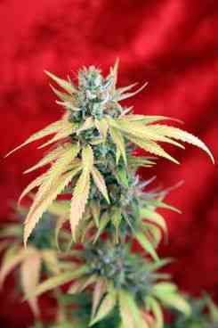 Blackdance > Reggae Seeds | Feminized Marijuana   |  hybrid