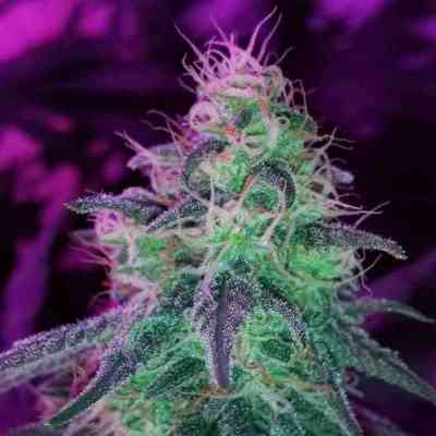 Blackjack > Nirvana | Feminized Marijuana   |  hybrid