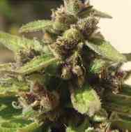 Mamba Negra Auto CBD > Blim Burn Seeds | Autoflowering Cannabis   |  Indica