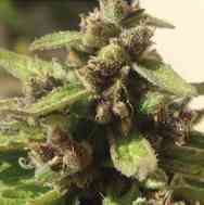 Mamba Negra Auto CBD > Blim Burn Seeds | Graines Autofloraison  |  Indica