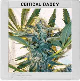 Critical Daddy Purple > Blim Burn Seeds | Feminized Marijuana   |  hybrid