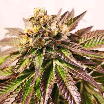 Gelato Seed > Blim Burn Seeds | Feminized Marijuana   |  Sativa