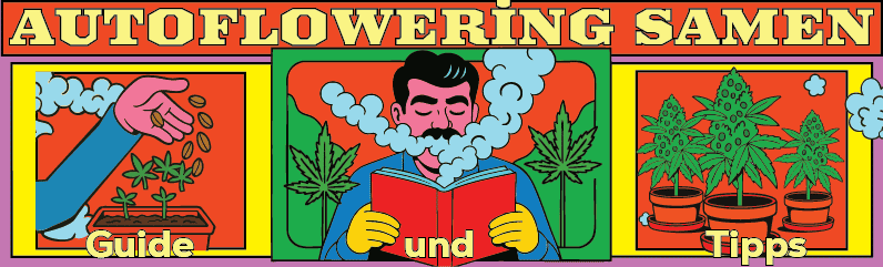 Dein Autoflowering Cannabissamen Guide!