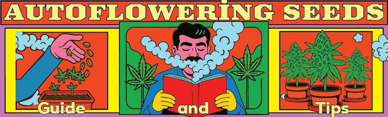 Autoflowering Cannabis Seeds: The Ultimate Guide to Fast, High-Yield Grows