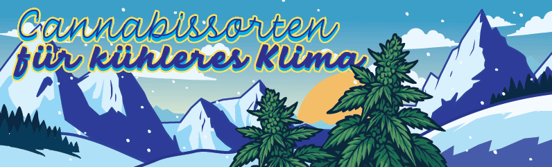 Kälteresistente Cannabissorten für nördliche Klimazonen Kälteresistente Cannabissorten für nördliche Klimazonen