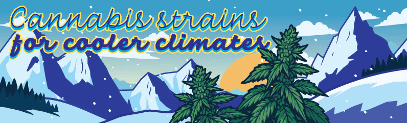 Cold-Resistant Cannabis Strains for Northern Climates