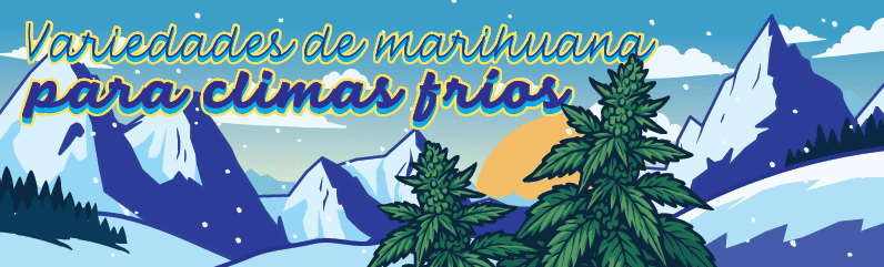 Variedades de marihuana resistentes al frío para climas del norte Variedades de marihuana resistentes al frío para climas del norte