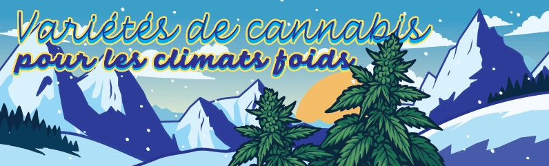 Variétés de cannabis résistantes au froid pour les climats du nord