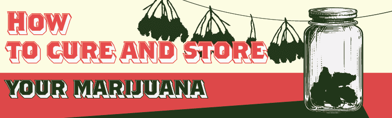 Curing and Storing Cannabis Buds for Maximum Flavor and Potency
