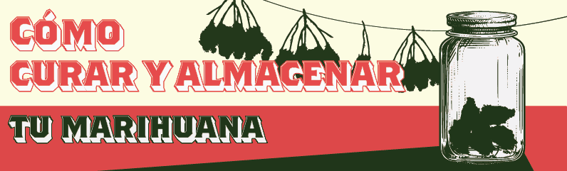 Curado y almacenamiento de cogollos de marihuana para máximo sabor y potencia