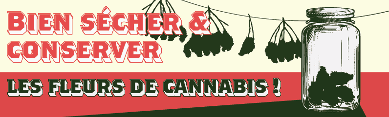 Curing et stockage des fleurs de cannabis pour un arôme et une puissance maximaux