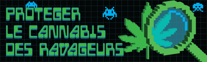 Prévention des parasites dans la culture du cannabis – la stratégie complète pour des plantes saines
