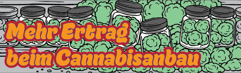 Cannabis Ertrag: So holst du das Maximum aus jeder Pflanze Cannabis Ertrag: So holst du das Maximum aus jeder Pflanze