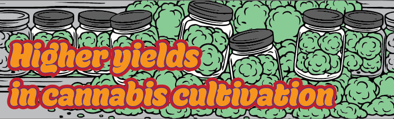 Cannabis Yield: How to Get the Most from Every Plant