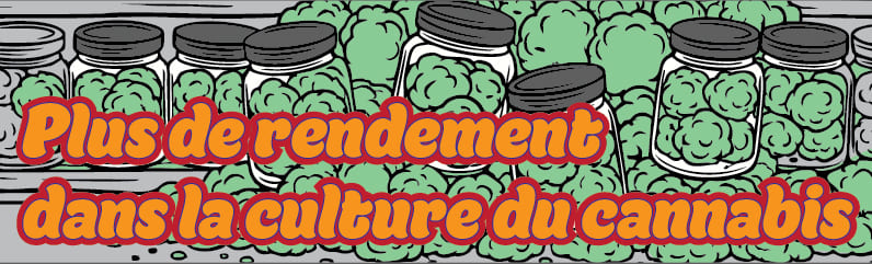 Rendement du cannabis : comment tirer le maximum de chaque plante Rendement du cannabis : comment tirer le maximum de chaque plante