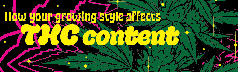 How your growing style affects THC levels – and how to increase them How your growing style affects THC levels – and how to increase them