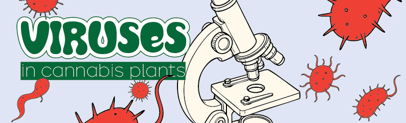 Cannabis viruses (HLVd, TMV & more) – How to detect, test & prevent viruses in cannabis plants