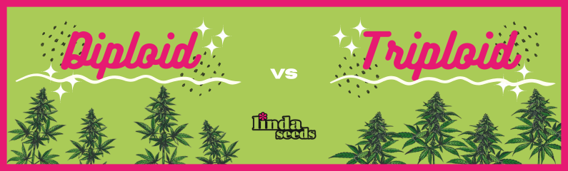 Why Triploid Cannabis Seeds Are (Still) Not Really Interesting – And Why Diploid Strains Remain the Best Choice for Homegrowers