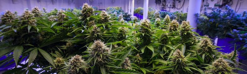 El secreto para cultivar autoflorecientes gigantes