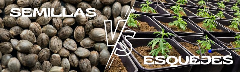Semillas de marihuana o esquejes de cannabis, ¿qué mejor?