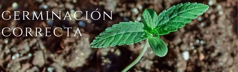 ¡Germinar semillas de marihuana correctamente!