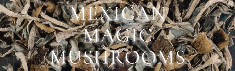Setas mágicas mexicanas - tradición ancestral