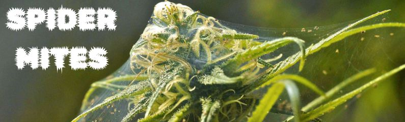 Spider mites