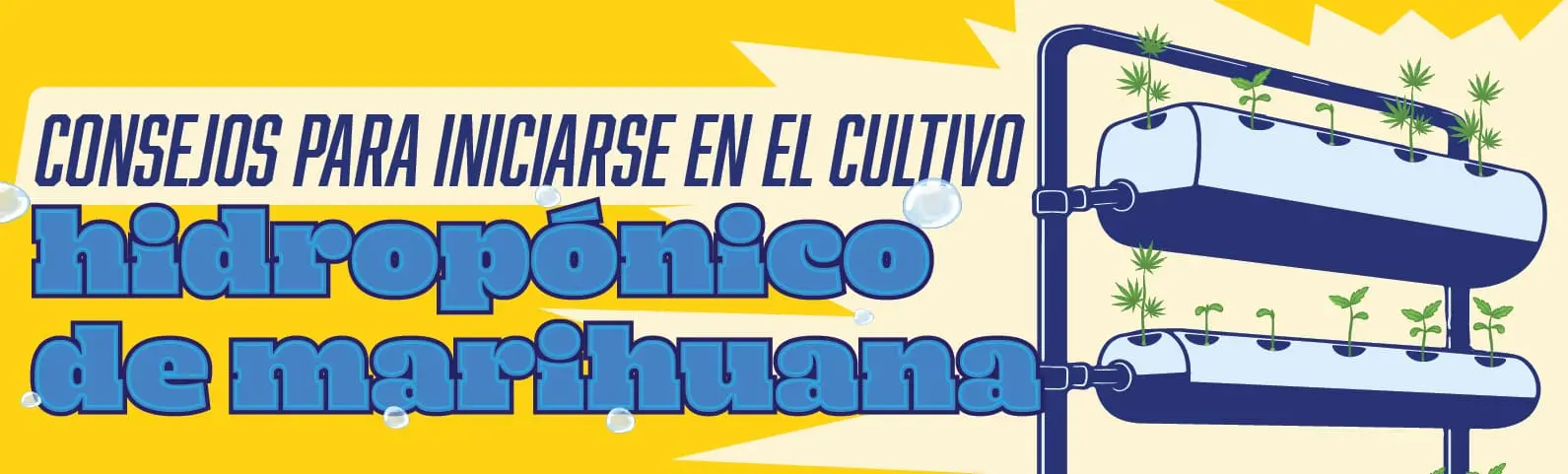Cultivar cannabis hidroponico