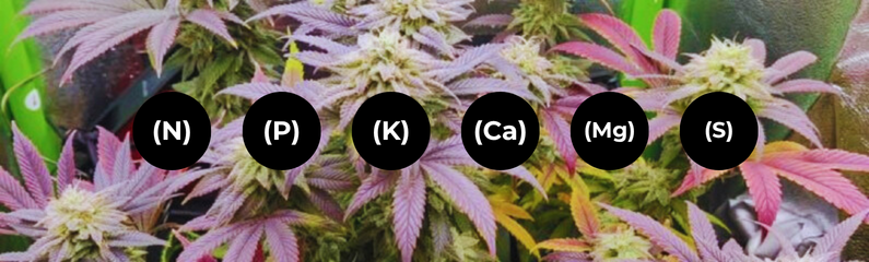 Nutrient deficiencies in cannabis: a guide to detecting the symptoms