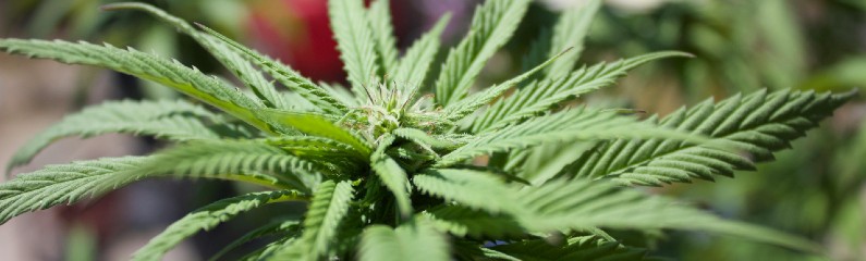 Anbau von Selbstblühern Teil 2: Vegetatives Wachstum und Blüte