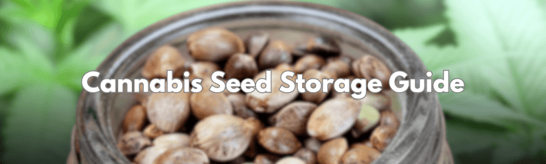 Guide de stockage des graines de cannabis : Préservez vos précieuses variétés