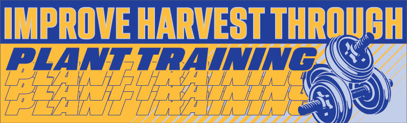 Best Plant Training Techniques for High-Quality Cannabis Harvests