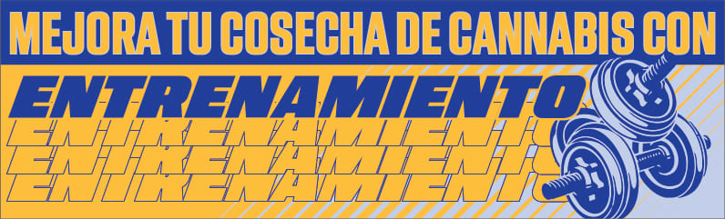 Técnicas de entrenamiento para mejorar la calidad de la cosecha de cannabis