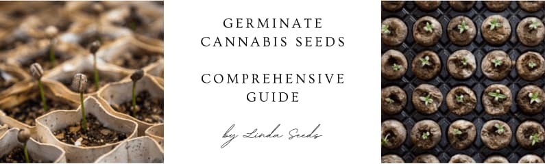 Germinate cannabis seeds: Comprehensive guide