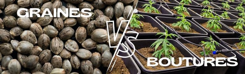 Graines de cannabis ou boutures de cannabis, quoi de mieux?