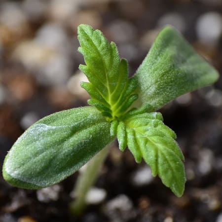 Cannabis Anbau - Anleitungen für Anfänger