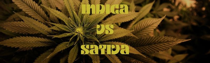 Indica vs Sativa : Différences et Effets du Cannabis