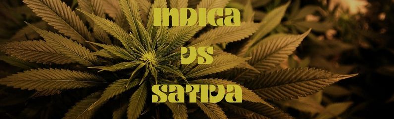 indica vs sativa