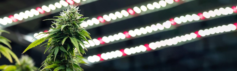 Photoperiode der Cannabispflanze: Was ist der beste Beleuchtungszeitplan für drinnen? Photoperiode der Cannabispflanze: Was ist der beste Beleuchtungszeitplan für drinnen?
