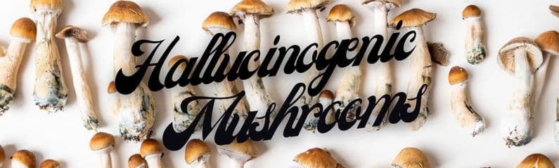 Champignons hallucinogènes