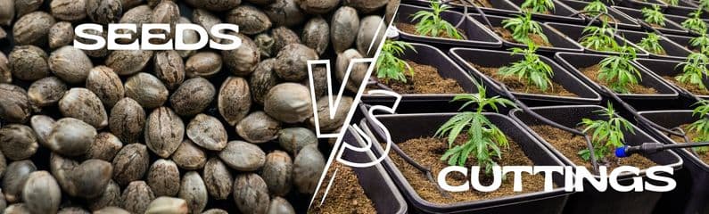 Cannabis seeds or cannabis cuttings, what's better?