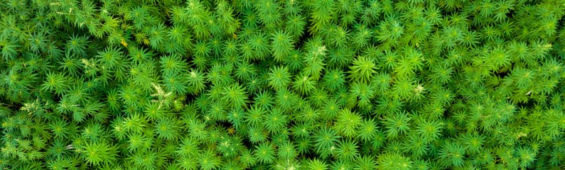 Cannabis in der Post-Legalisierungsära: Anbautrends im aufstrebenden Markt Cannabis in der Post-Legalisierungsära: Anbautrends im aufstrebenden Markt