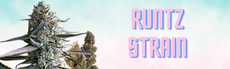 Runtz Strain: characteristics, genetics and origins