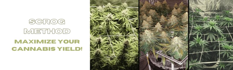 Learn how the SCROG method increases your cannabis yield. Tips on cannabis strains, advantages and disadvantages, and practical instructions.